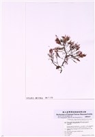 藏品(軟骨藻)的圖片
